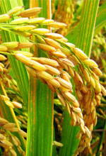 農(nóng)用振動(dòng)篩